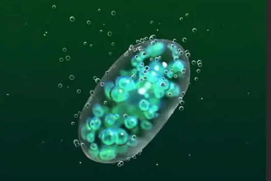 上海環(huán)保展|科學家研發(fā)新型”活體建材”：藍藻凝膠可高效固碳